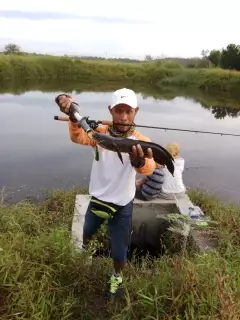 Snakehead attack
