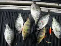 Crappie and yellow perch
