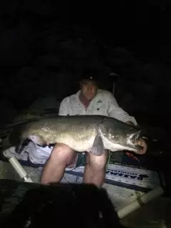 Murray Cod
