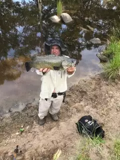 Murray Cod