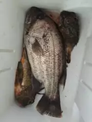Dhufish