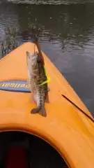 Guadalupe bass