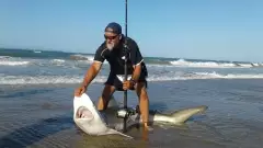 Bronze whaler