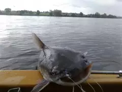 Catfish