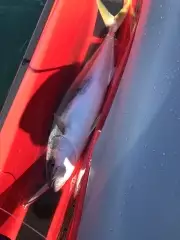 Caught and released off my Jetski