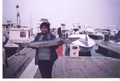 BARRACUDA