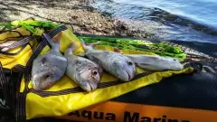 four snapper caught on my paddle-board