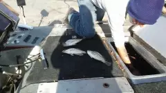 The fun of fishing