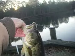 2/20/17 two bass