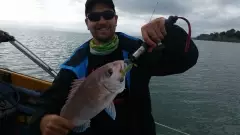 Fun day soft baiting for snapper off a boat