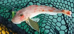 good sized gurnard on a gulp lime tiger softbait