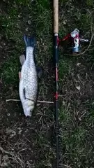 Chub