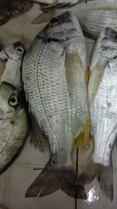 Last week catch dammam corniche