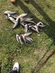 Today's catch
