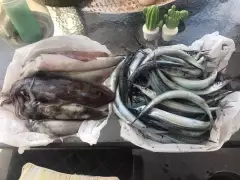 Squid and Garfish