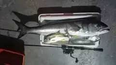 Light Tackle Lure Fishing.