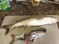 Catfish 1.5 kilos (disregard the other)