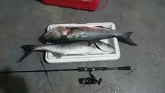 31inch Blue Fish