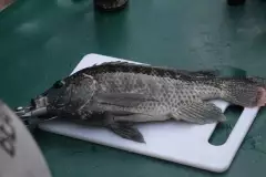 Best catch yet