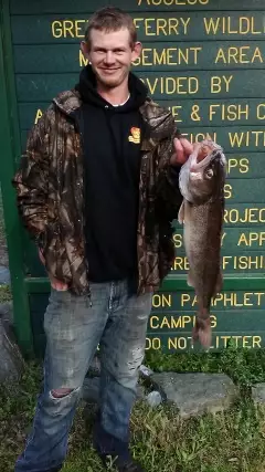 Arkansas walleye