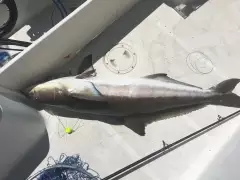 COBIA