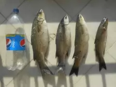 Mullet (mullets) good catch