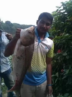 8KG WILD SILVER CARP, FROM DHAKA.