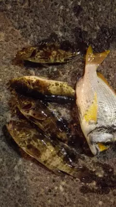 some more hamour..though smaller ones