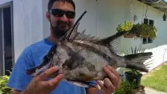 Boar fish