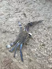 Caught a blue crab at Dammam corniche