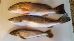 Saturday's Catch June 3rd