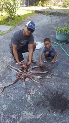 Octopus
