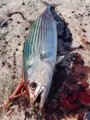 Bonito