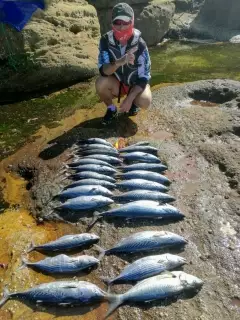 Bonito and mac tuna