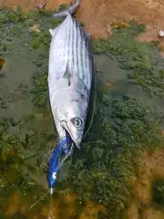 Bonito