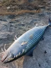 Bonito