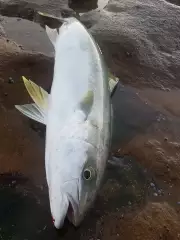 Yellowtail kingfish