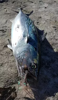 Mac tuna