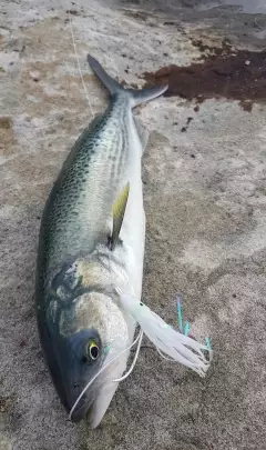 Australian  salmon