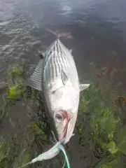 Bonito