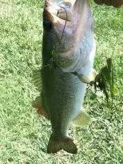 bass