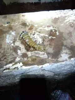Trinidad and Tobago -sea Creature
