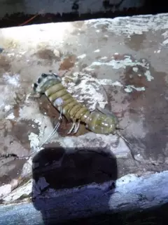 I think this is a mantis shrimp