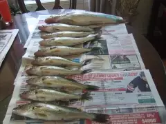 walleye
