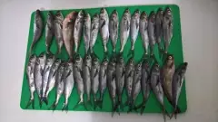 Caught  33 fishes don't know the name of two fish