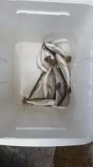 Sand Trout at Freeport,TX