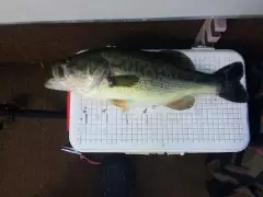 Big bass
