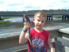 Shark!!