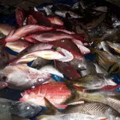 Nice reds