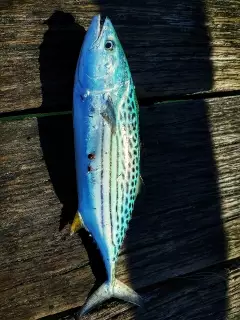 Hervey Bay, Urangan Pier